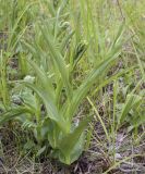 Epipactis palustris