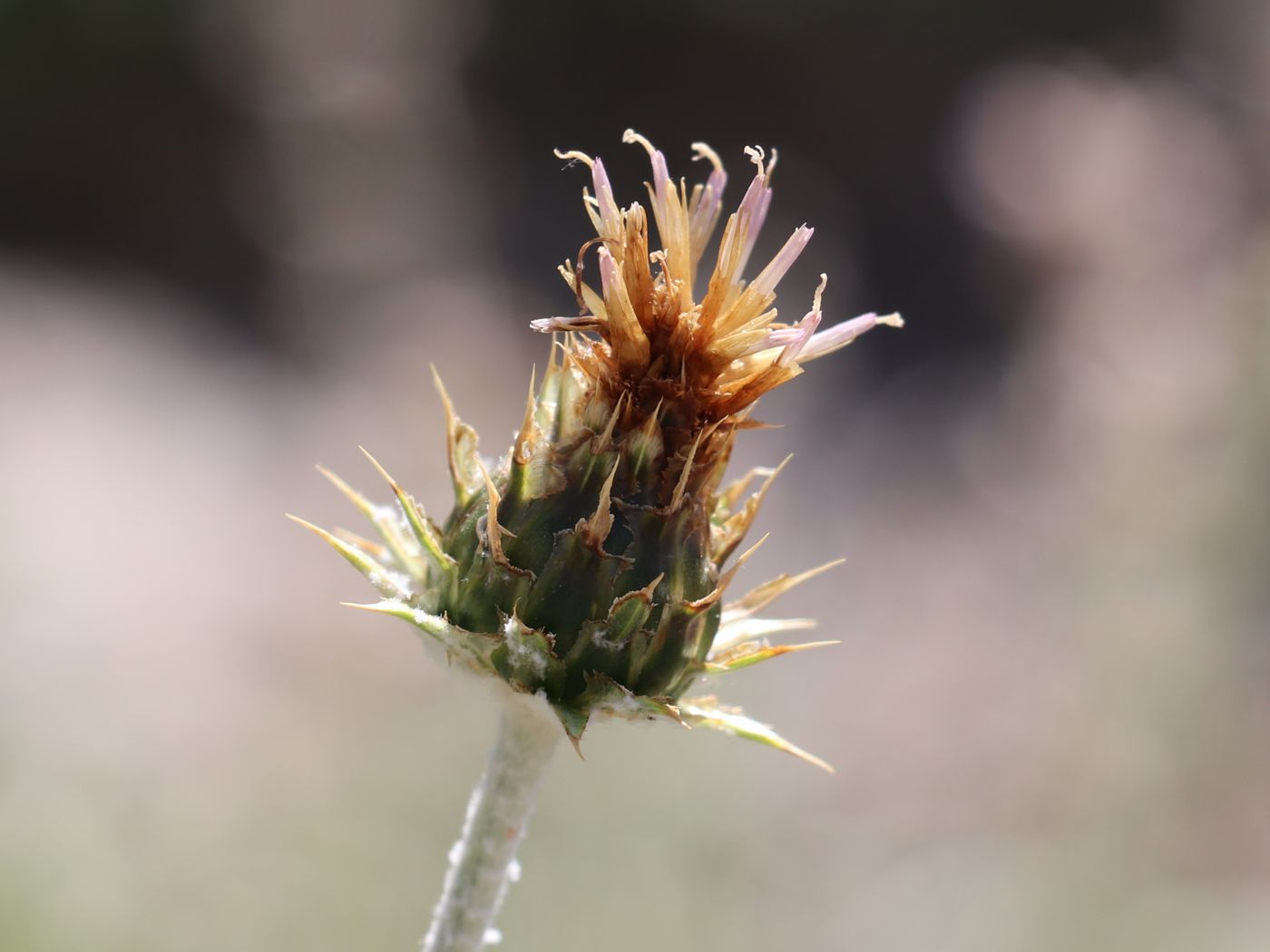 Изображение особи Cousinia pterolepida.