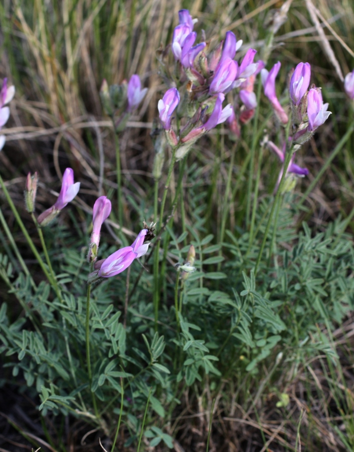 Изображение особи Astragalus macropus.