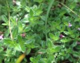 genus Thymus