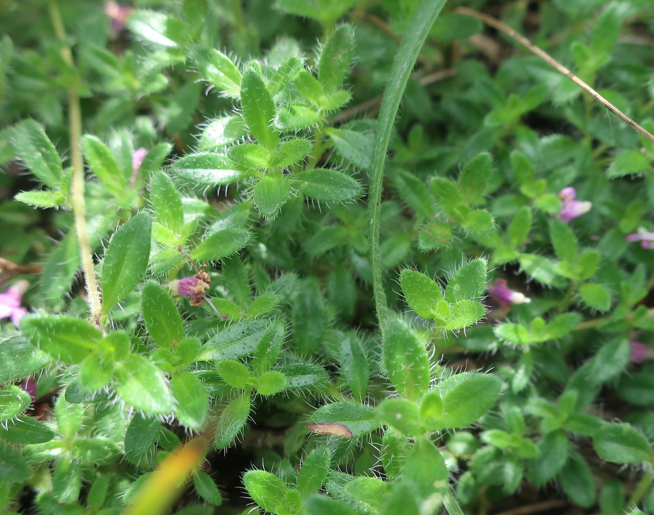 Изображение особи род Thymus.