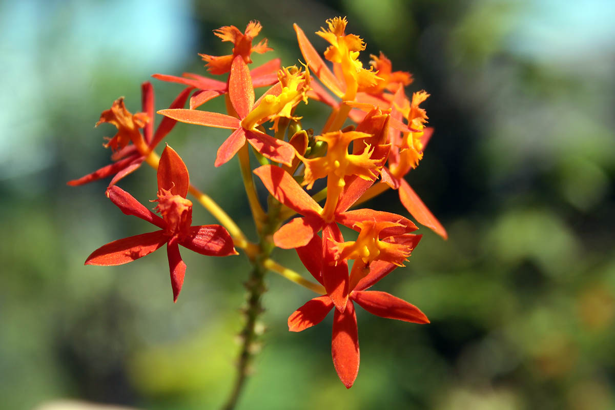 Изображение особи Epidendrum radicans.