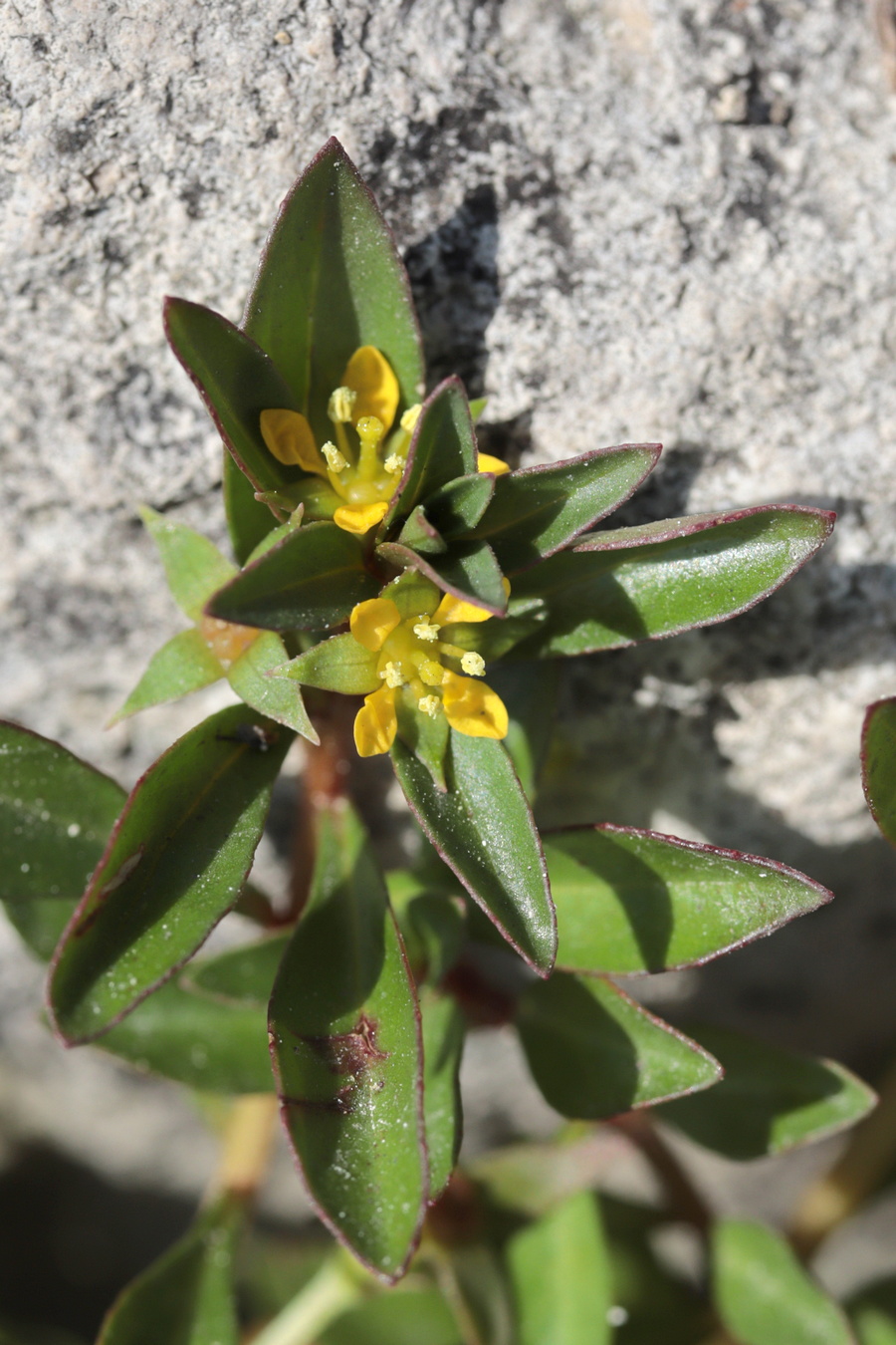 Image of Ludwigia brevipes specimen.