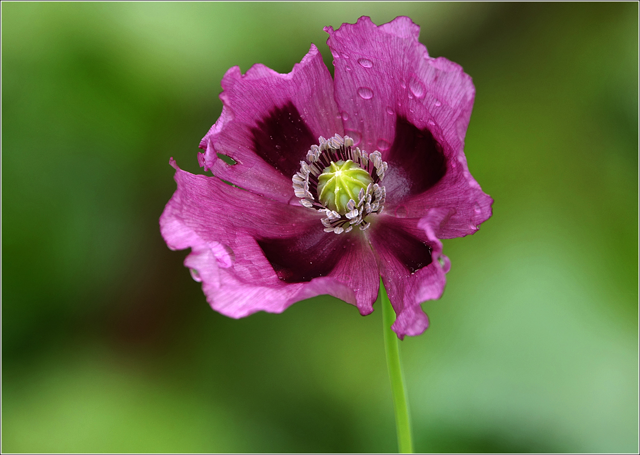 Изображение особи Papaver somniferum.