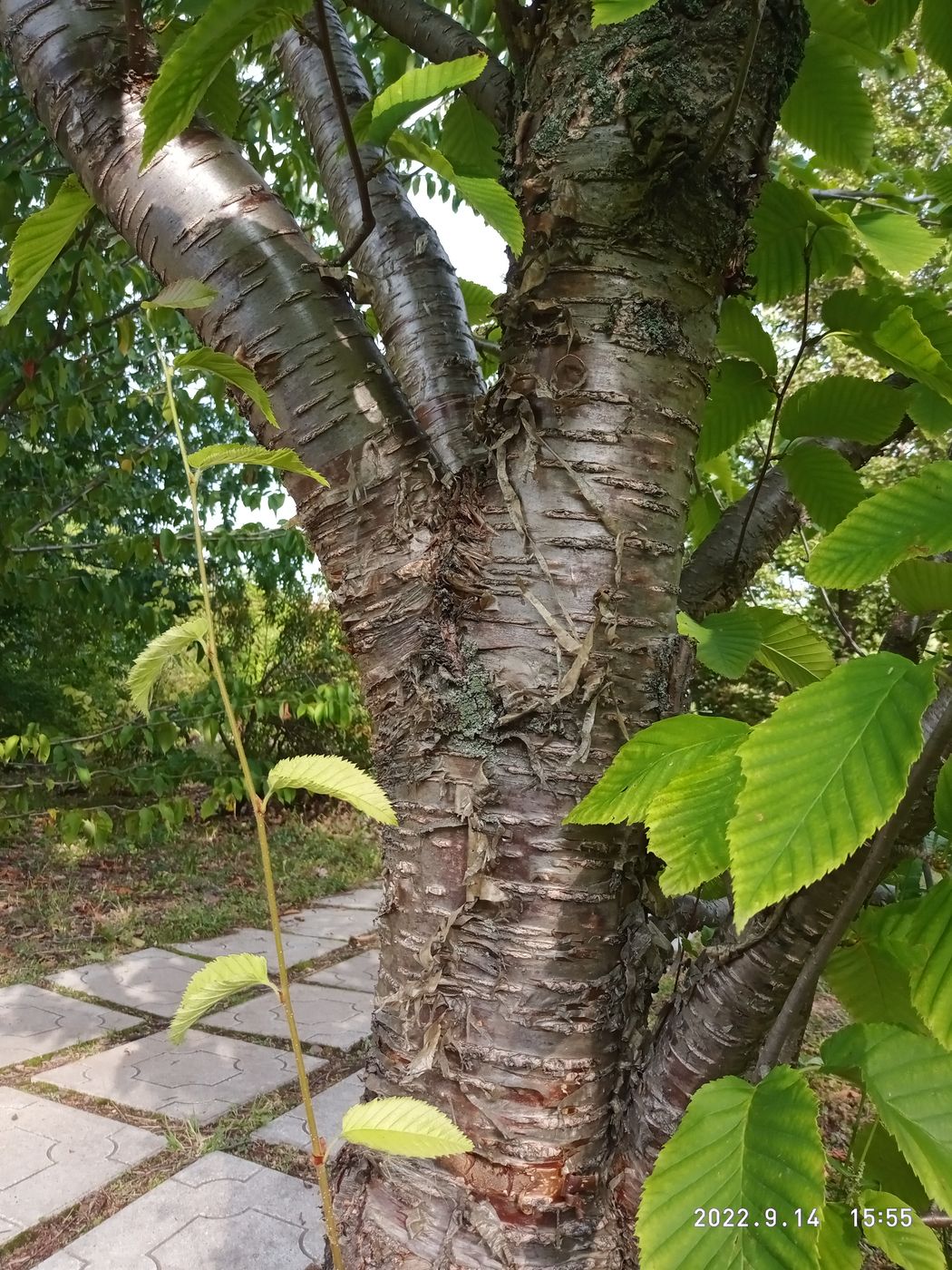 Image of Betula lenta specimen.