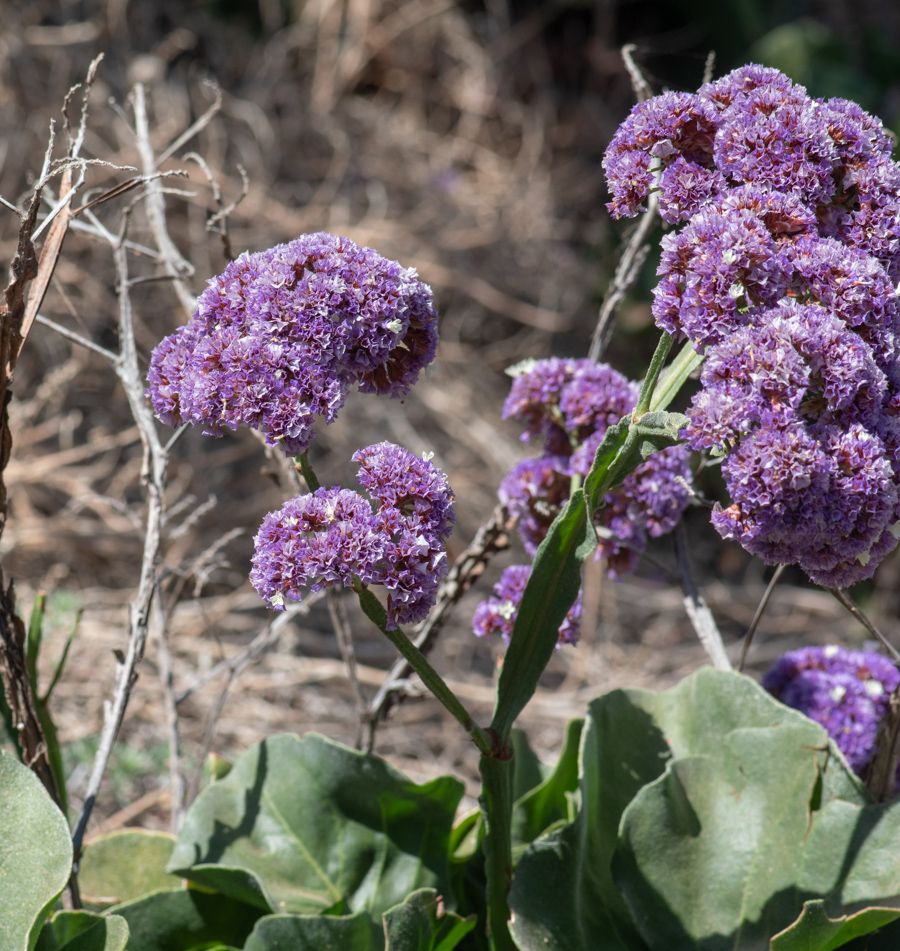 Изображение особи Limonium bourgeaui.