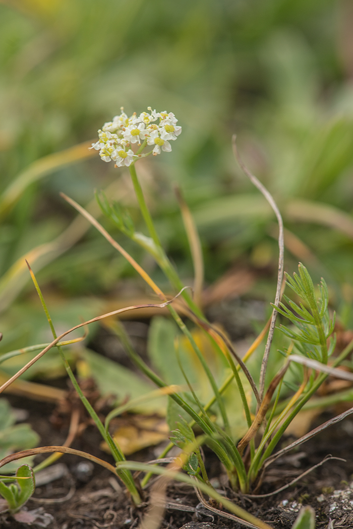 Изображение особи семейство Apiaceae.