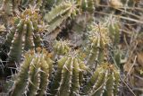 genus Euphorbia. Верхушки побегов с соцветиями. Йемен, мухафаза Хадрамаут, национальный парк \"Вади Аль-Асид\". 20.03.2009.