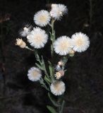 Erigeron podolicus. Верхушка плодоносящего растения. Воронежская обл., Бобровский р-н, с. Тройня, разнотравный луг. 12.08.2022.