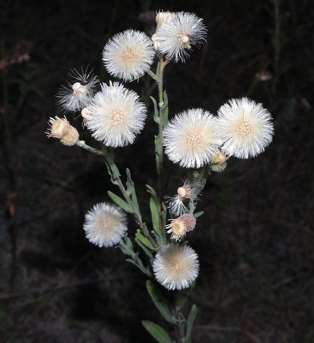 Image of Erigeron podolicus specimen.