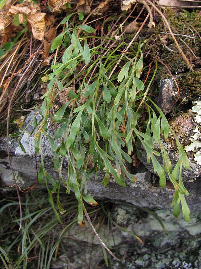 Image of Asplenium &times; alternifolium specimen.
