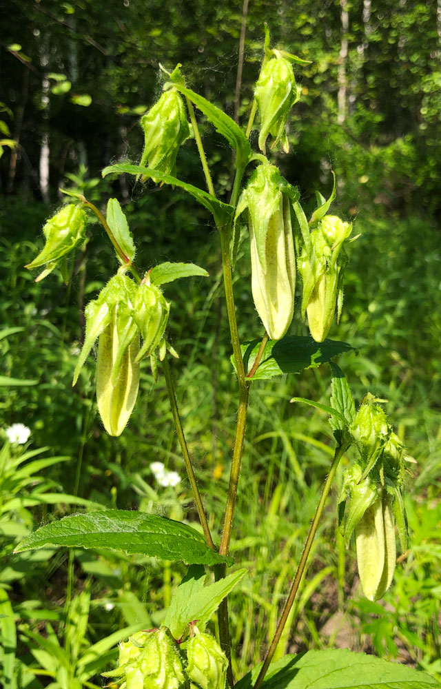 Image of Campanula punctata specimen.