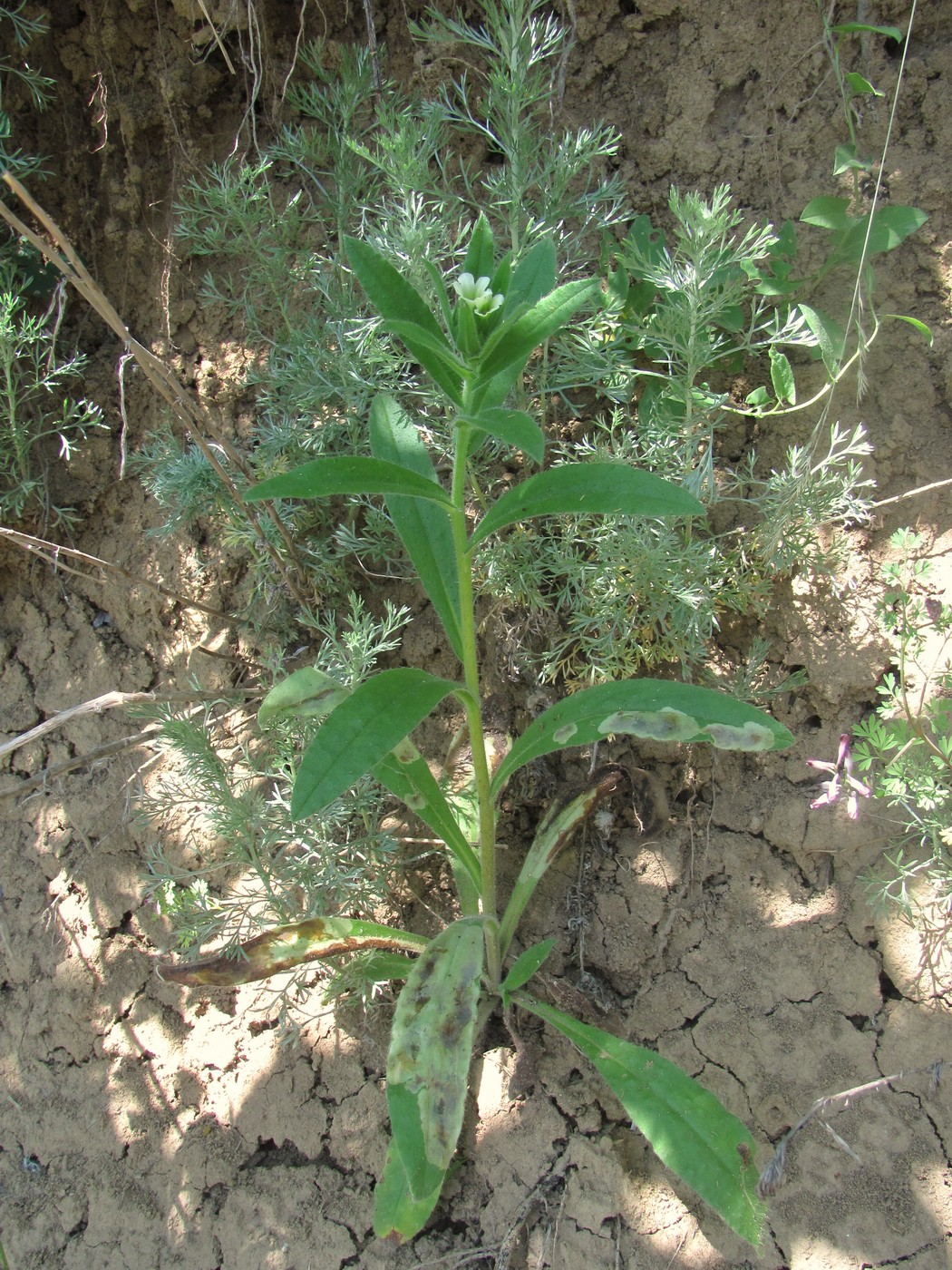 Image of Nonea lutea specimen.