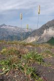 Phleum montanum. Цветущее растение. Адыгея, Кавказский биосферный заповедник, гора Гузерипль, ≈ 2150 м н.у.м., осыпной склон из ожелезнённого слабокарбонатного песчаника с обломками сидерита. 26.07.2015.