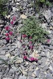 Hedysarum ferganense. Цветущее растение (вид сверху). Южный Казахстан, Таласский Алатау, ущелье Коксай, высота 2600 м н.у.м. 20.07.2010.