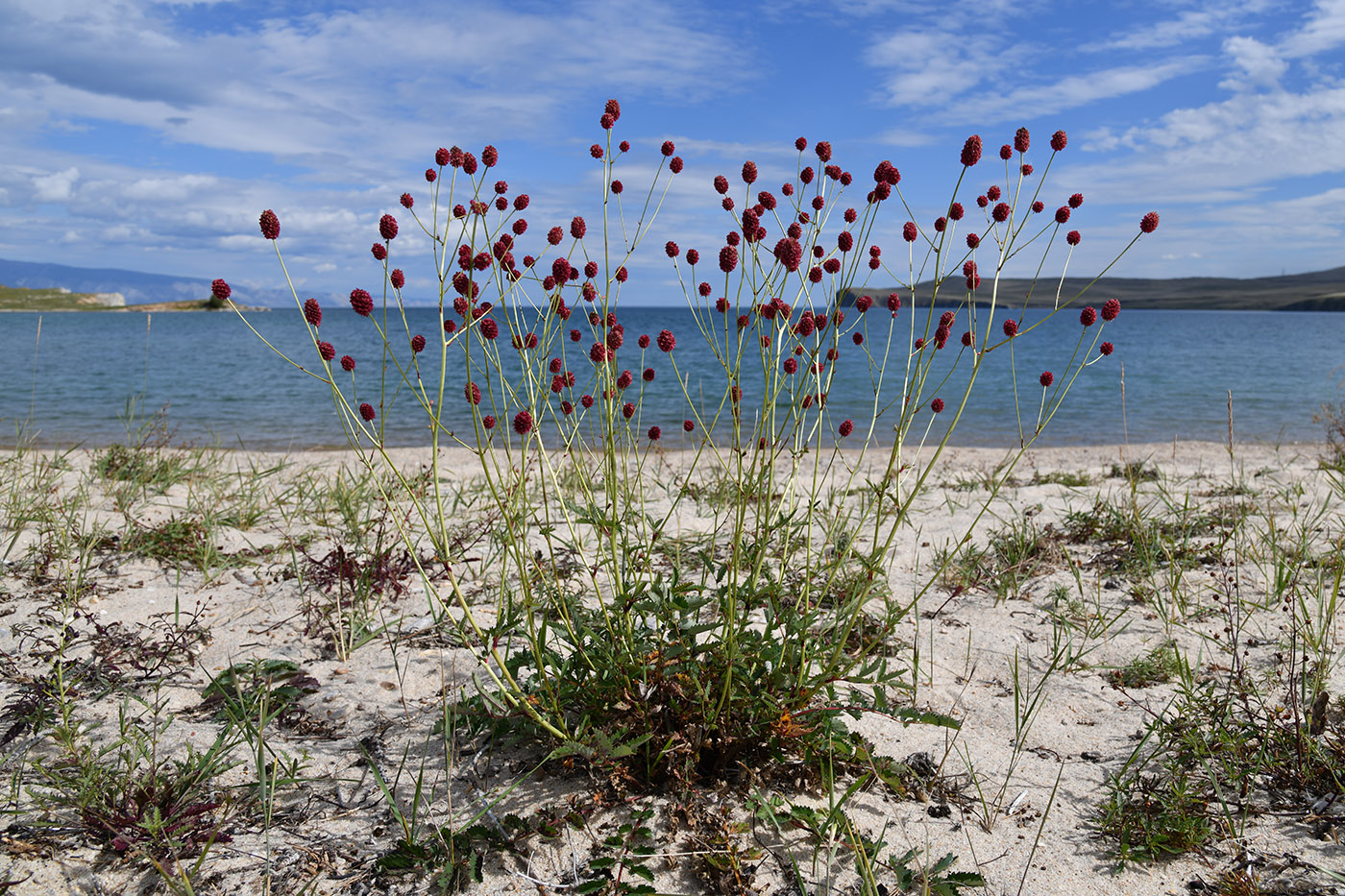 Image of Sanguisorba officinalis specimen.