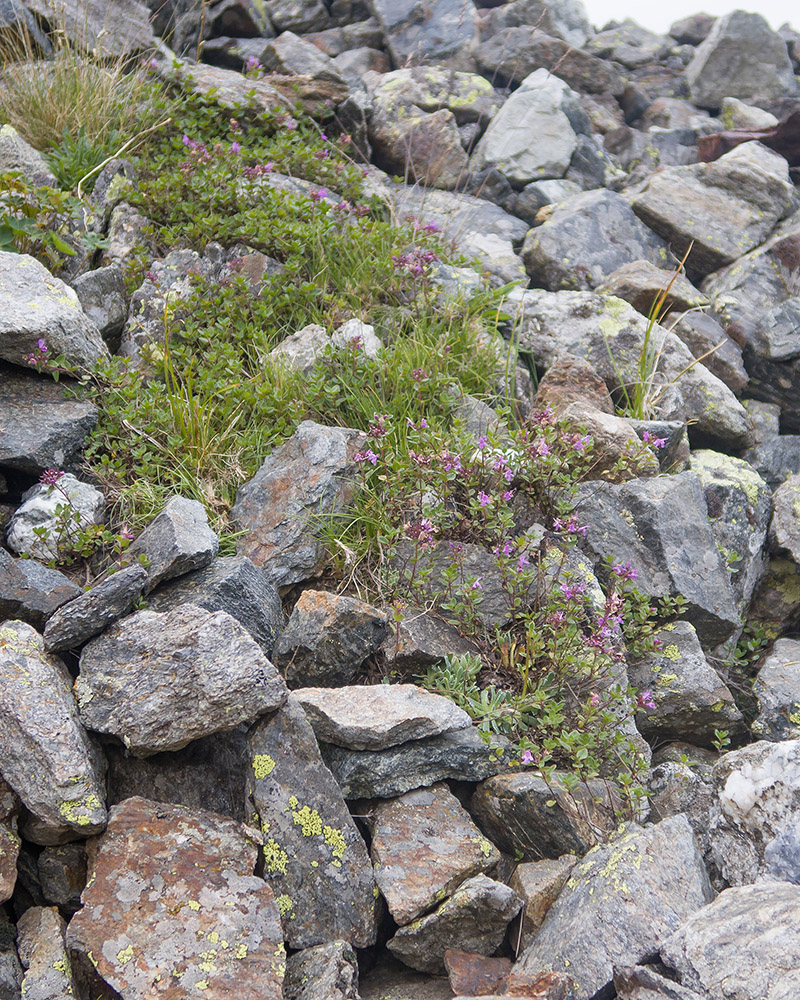 Изображение особи Thymus pseudopulegioides.