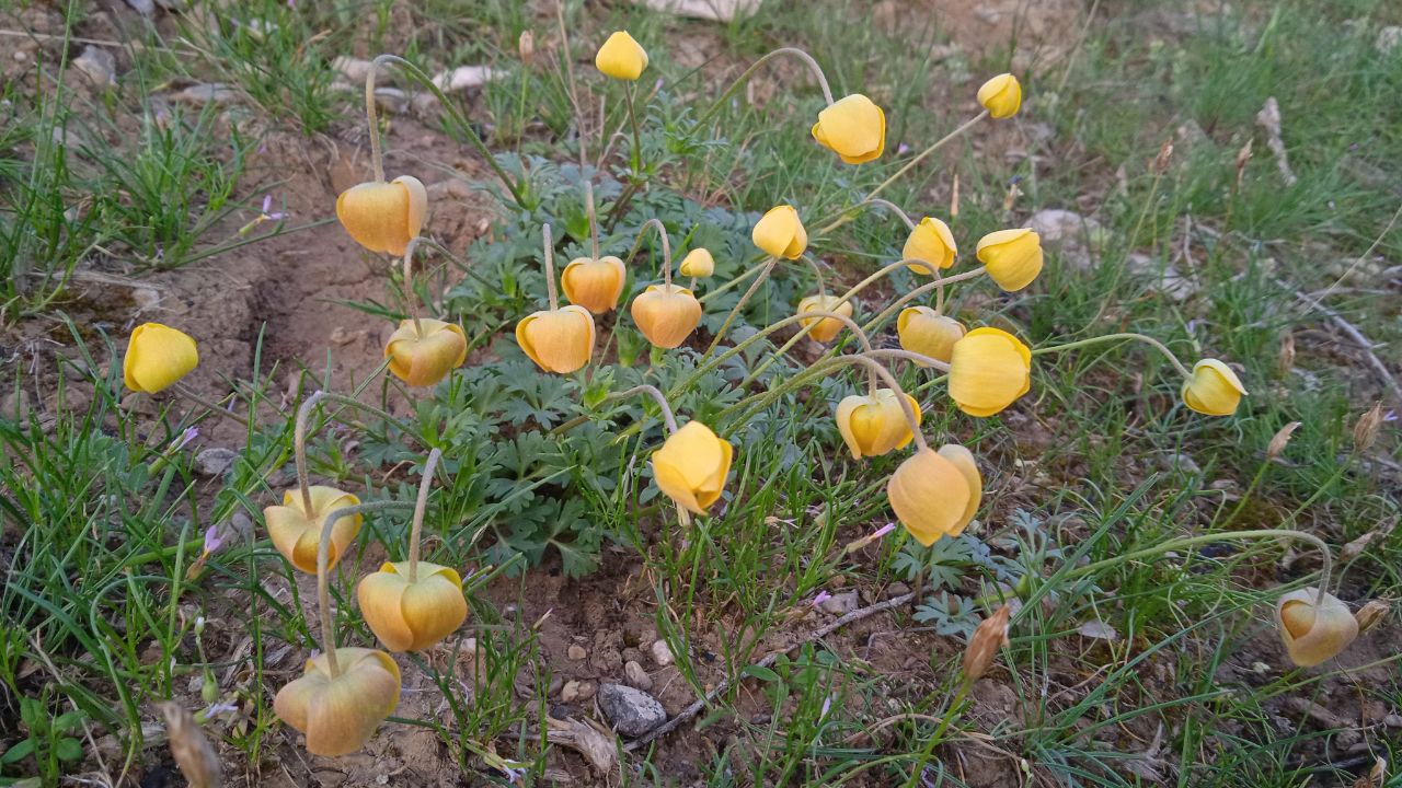 Image of Anemone baissunensis specimen.