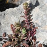 Ajuga