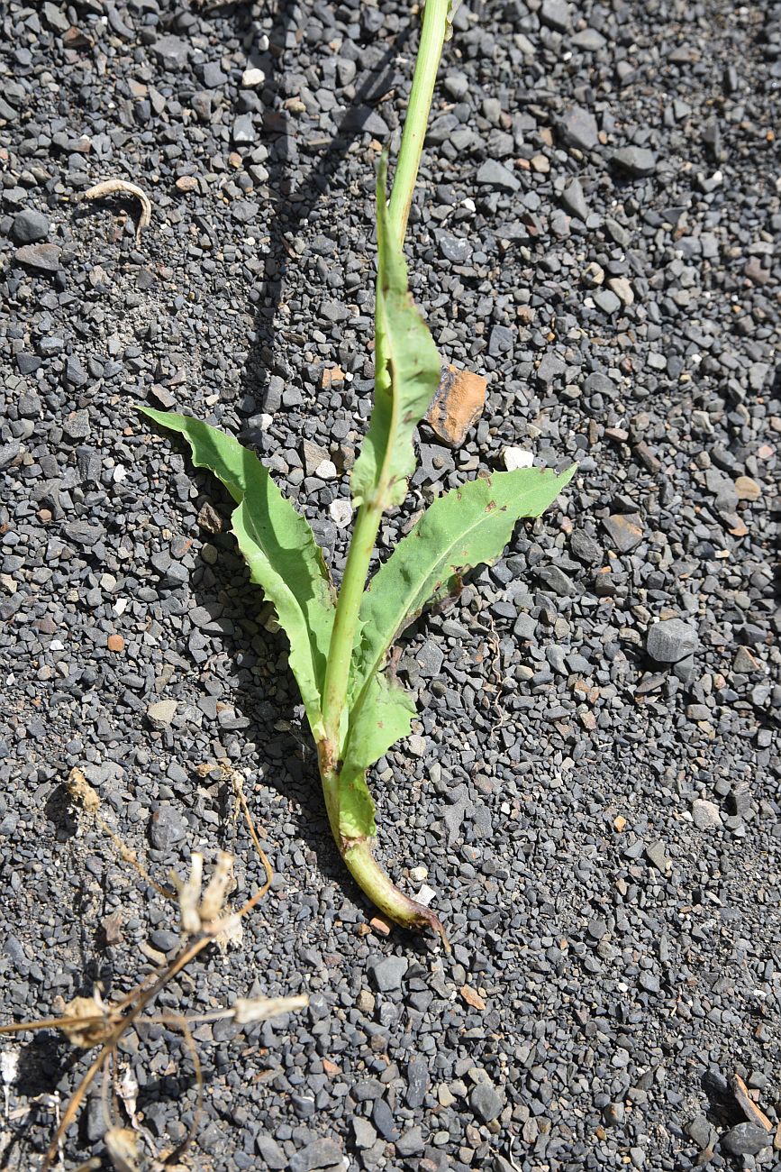 Image of Cicerbita racemosa specimen.