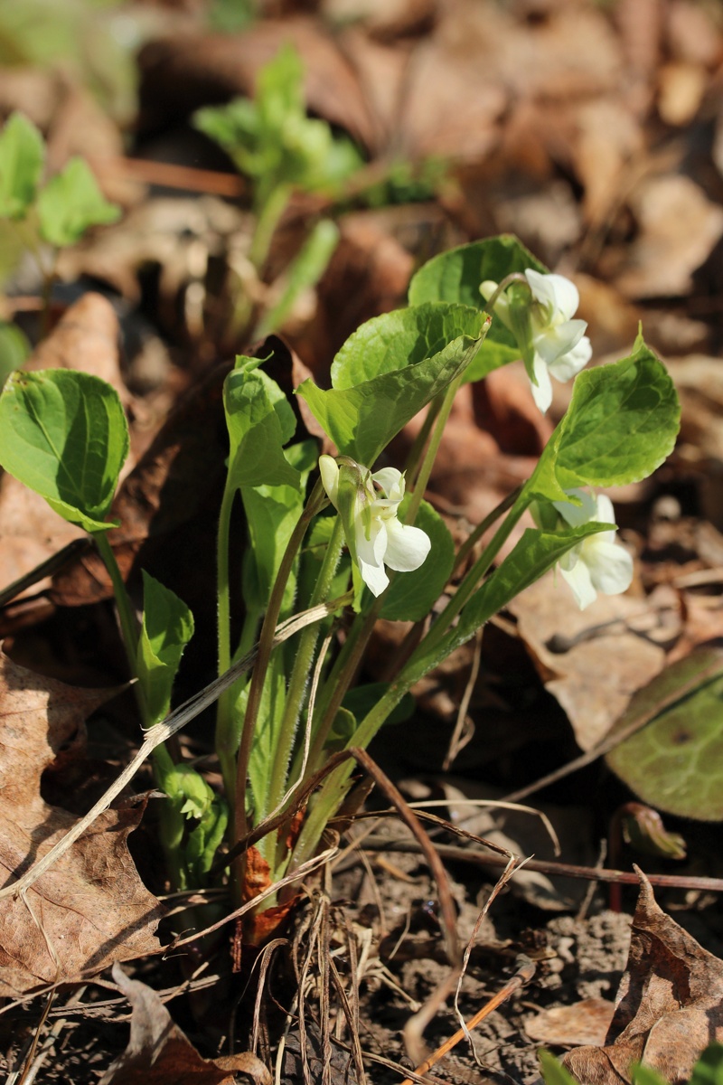 Изображение особи Viola mirabilis.