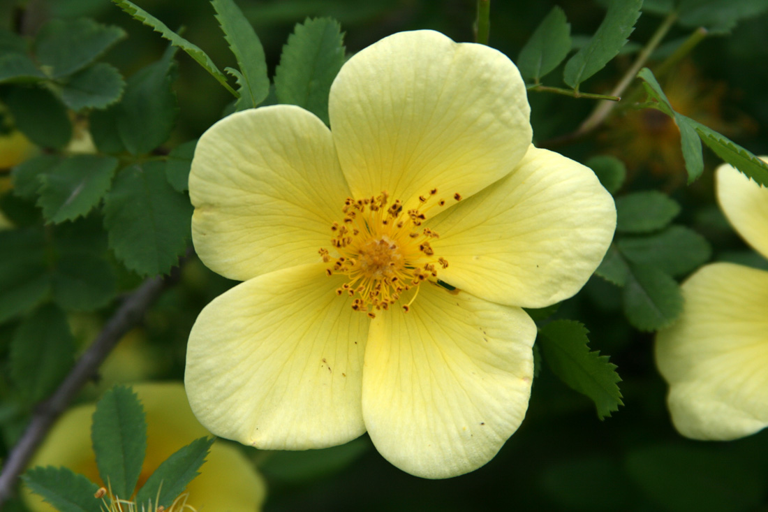 Image of Rosa platyacantha specimen.