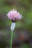 Allium schoenoprasum