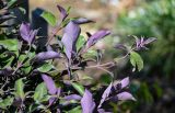 Vitex variety purpurea