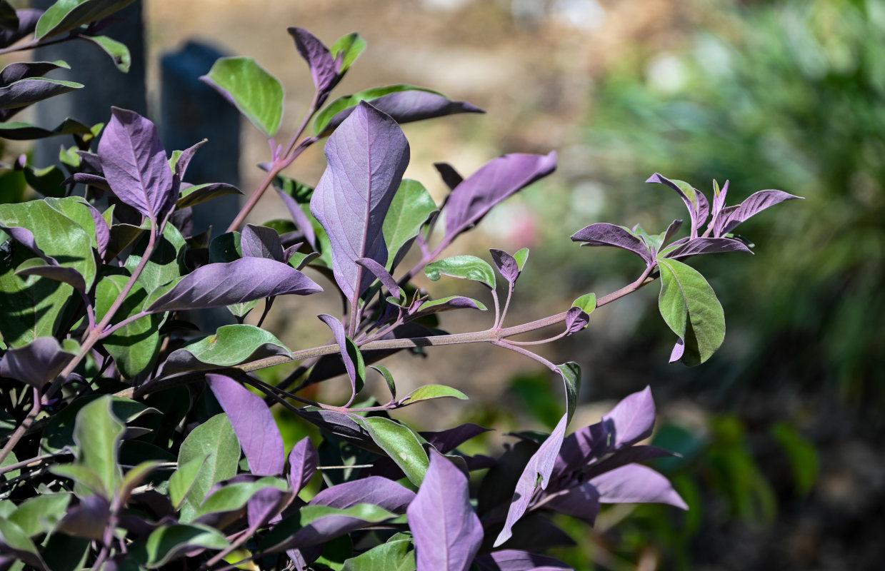 Изображение особи Vitex trifolia var. purpurea.