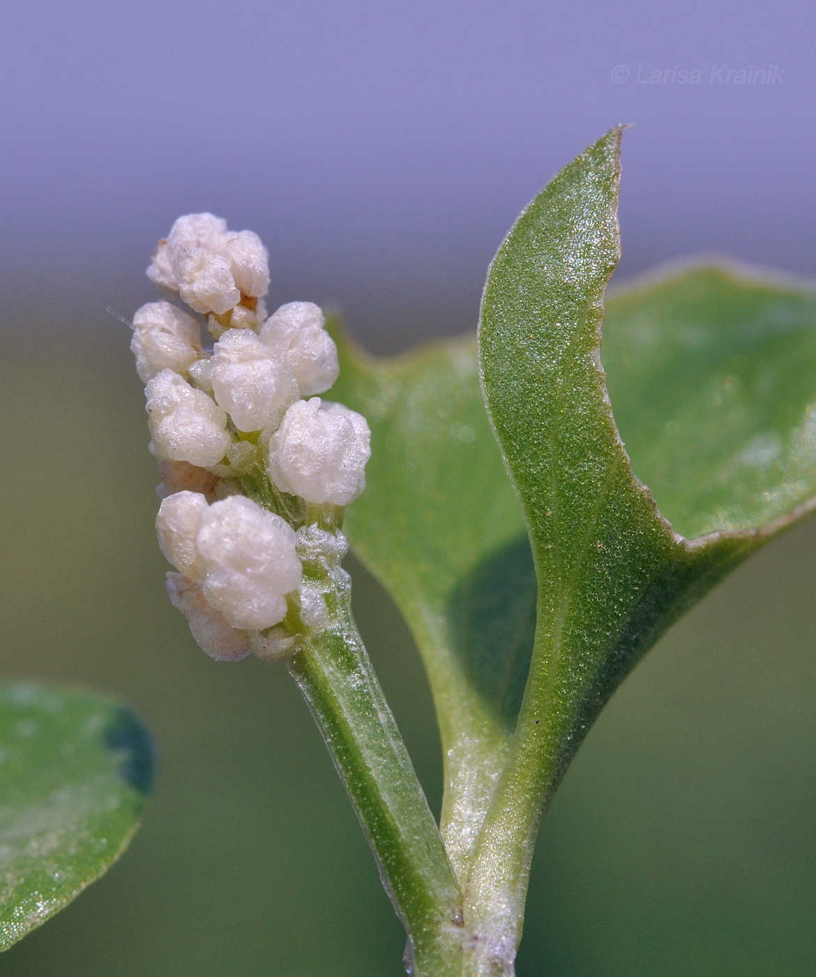Image of Maianthemum dilatatum specimen.
