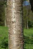 Cerasus avium. Часть ствола. Санкт-Петербург, Дудергофские высоты, Театральная долина, суходольный луг у пруда. 12.05.2023.