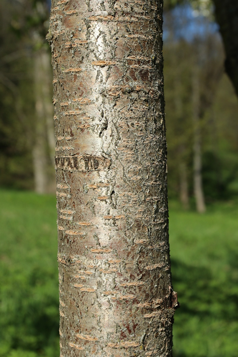 Image of Cerasus avium specimen.