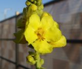 Verbascum phlomoides