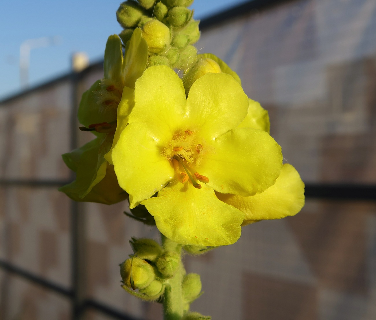 Image of Verbascum phlomoides specimen.