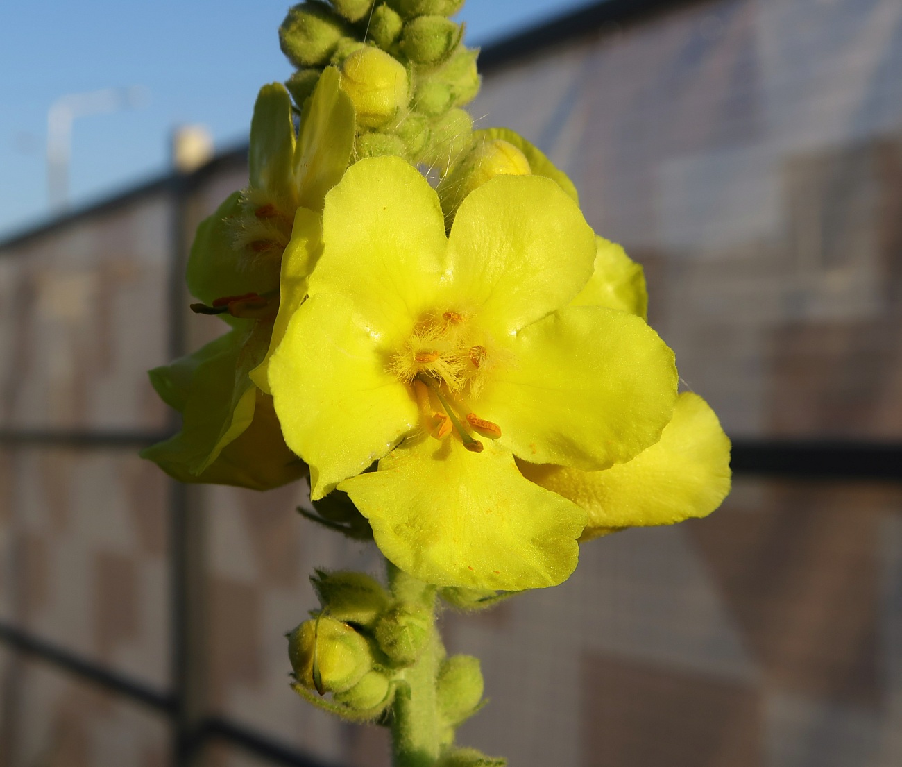 Изображение особи Verbascum phlomoides.