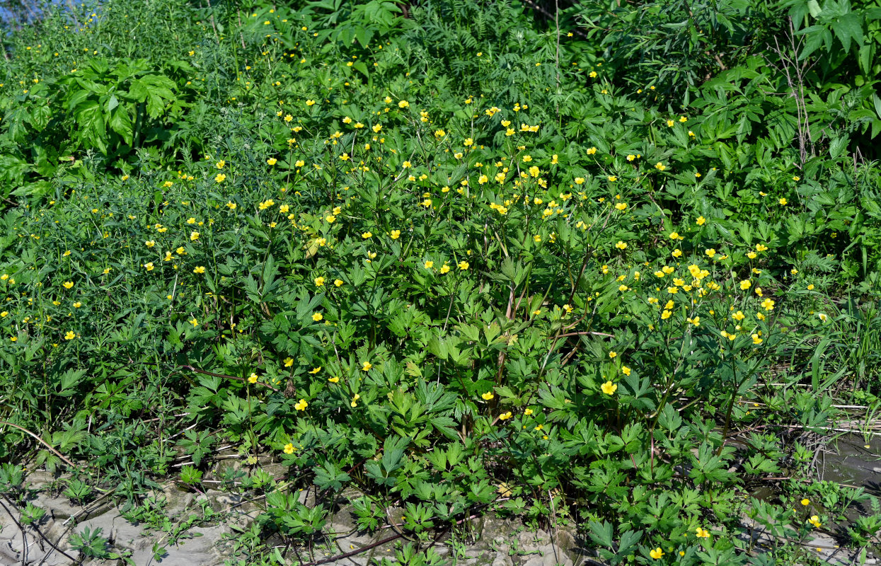 Image of Ranunculus repens specimen.