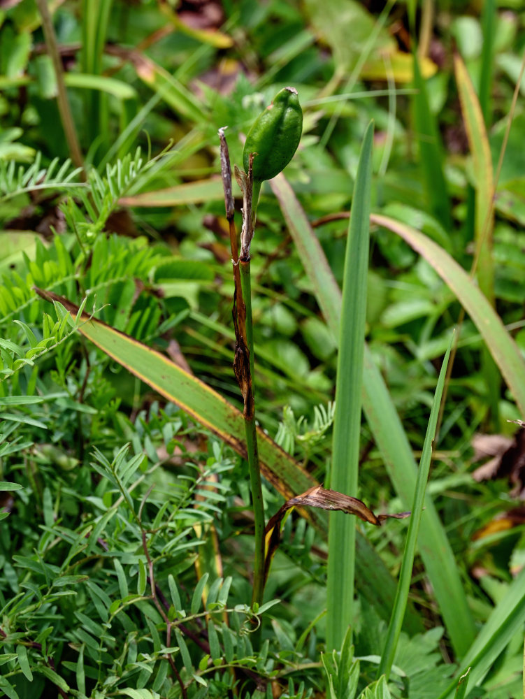 Image of Iris setosa specimen.