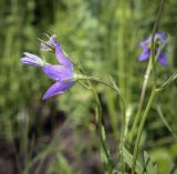 Campanula wolgensis. Цветок в каплях дождя. Пермский край, Кунгурский р-н, окр. дер. Дейково, окр. ур. Греховская гора, пойма р. Бабка, залежь. 04.06.2023.