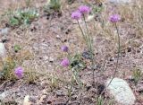 Allium caricifolium