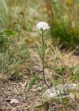 Achillea millefolium. Цветущее растение. Карачаево-Черкесия, Урупский р-н, хр. Загедан, склон горы Шхуанта, ≈ 2500 м н.у.м., альпийский луг. 10.08.2023.