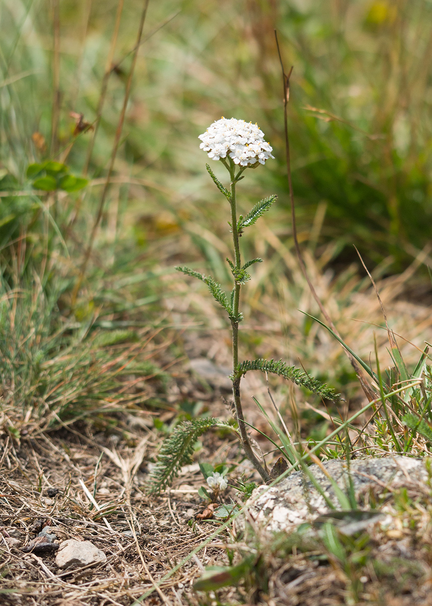 Изображение особи Achillea millefolium.