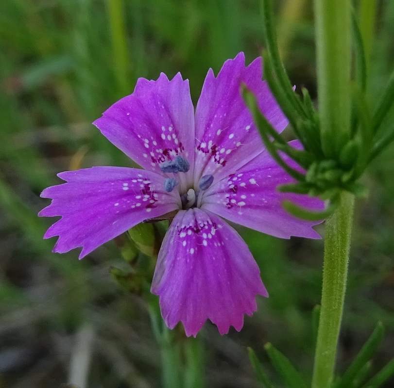 Изображение особи Dianthus deltoides.