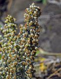 Artemisia stelleriana. Соцветия. Сахалин, Макаровский гор. округ, бухта Тихая, окраина песчаного пляжа. 12.08.2023.