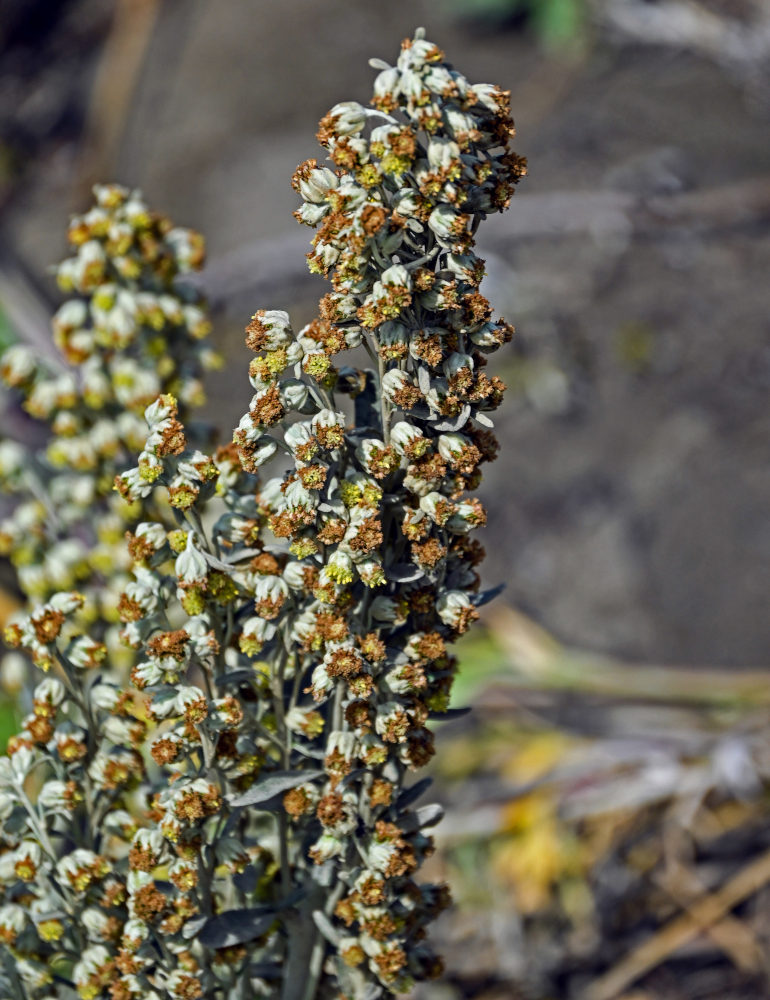 Image of Artemisia stelleriana specimen.