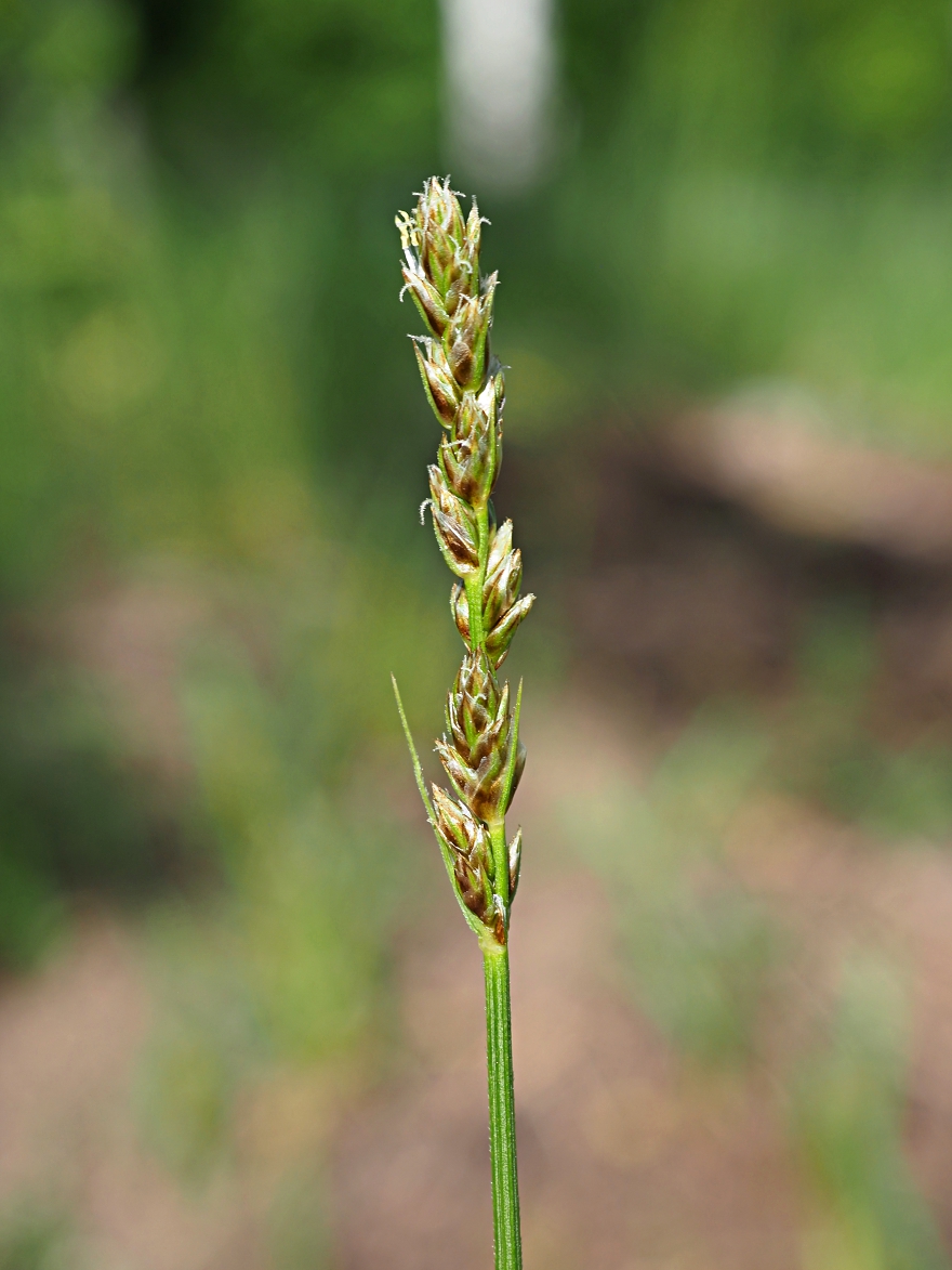 Изображение особи Carex diandra.