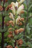 Pedicularis sceptrum-carolinum