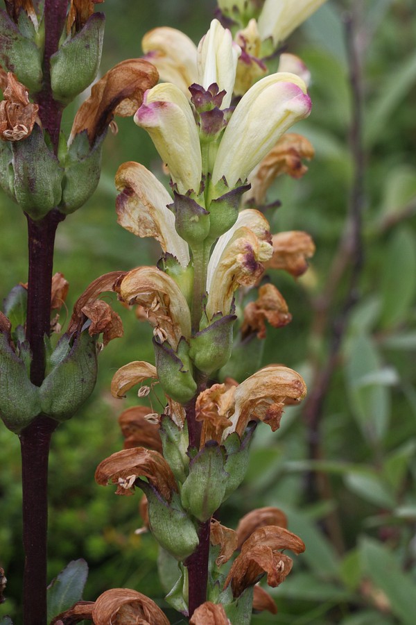 Изображение особи Pedicularis sceptrum-carolinum.