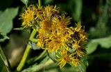 Inula macrophylla