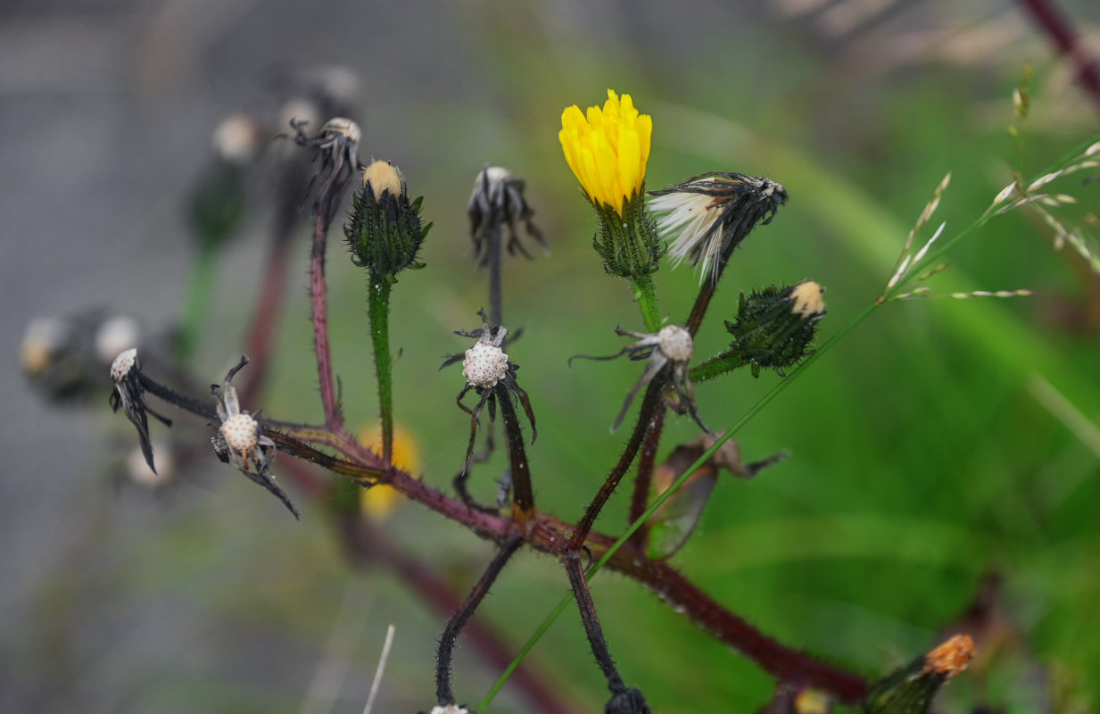 Image of Picris japonica specimen.