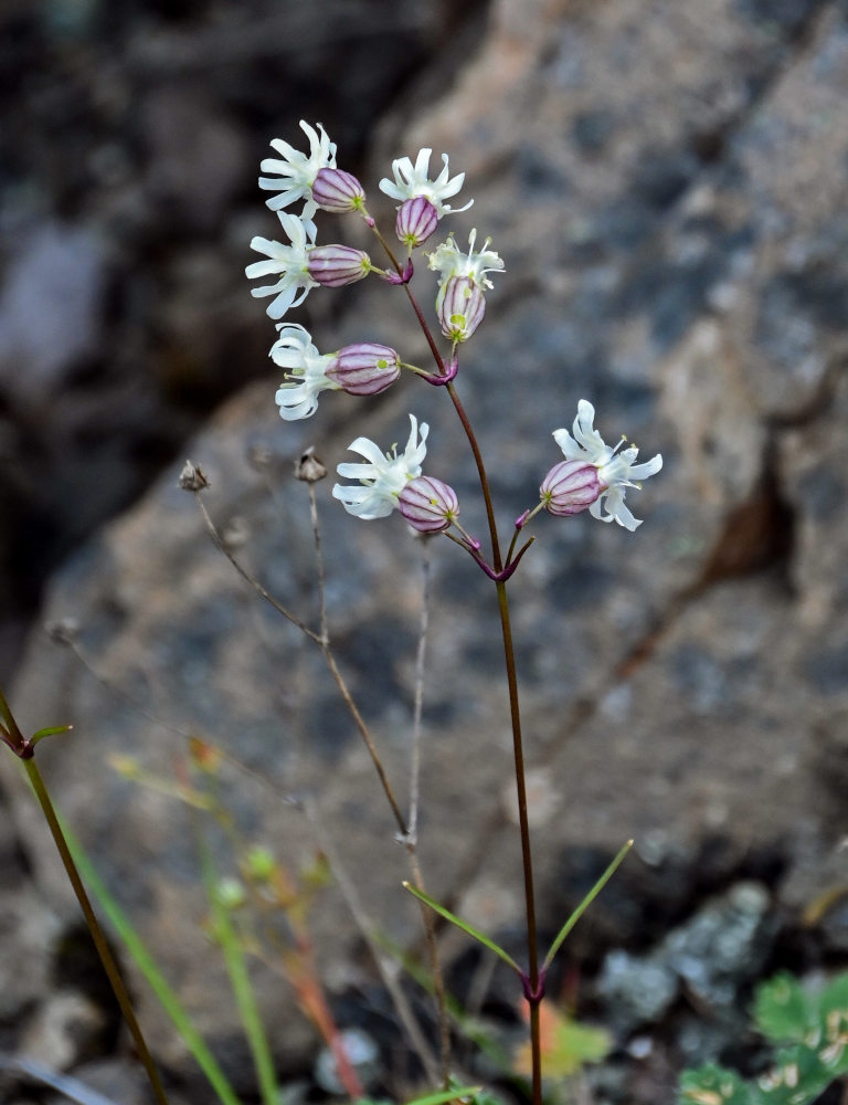 Изображение особи Silene paucifolia.